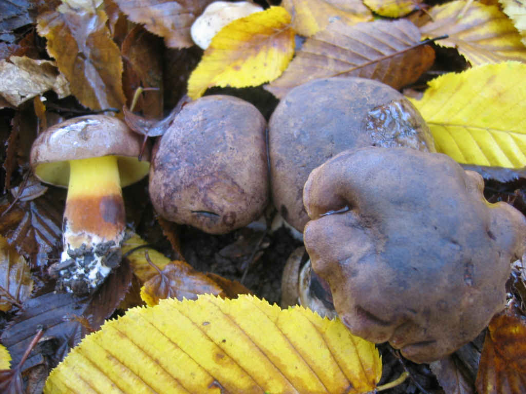 Boletus pulverulentus